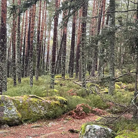 De L'api De La Broque