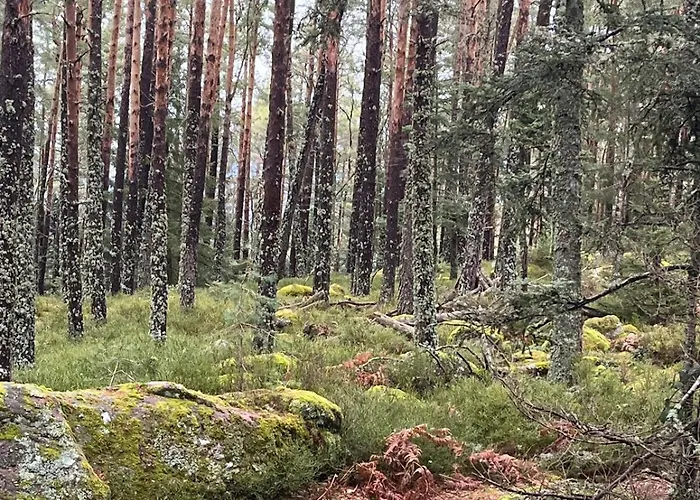 De L'api De La Broque